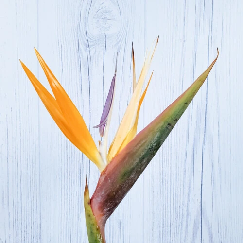 Strelitzia – per stem
