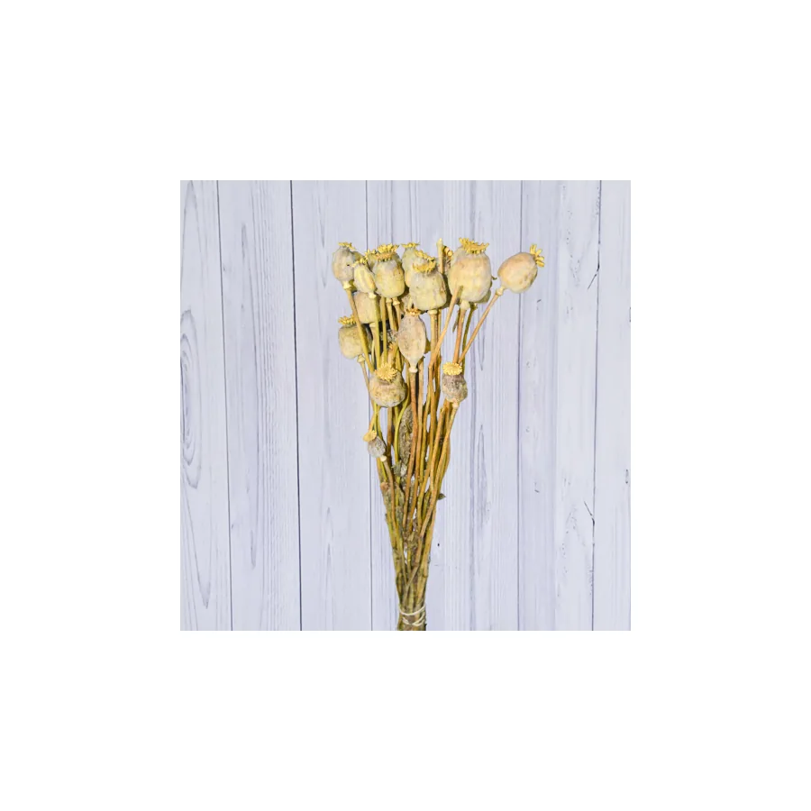 Yellow Papaver – per bunch